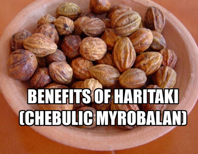 Benefits Of Haritaki Chebulic Myrobalan Indian Gall Nut Free