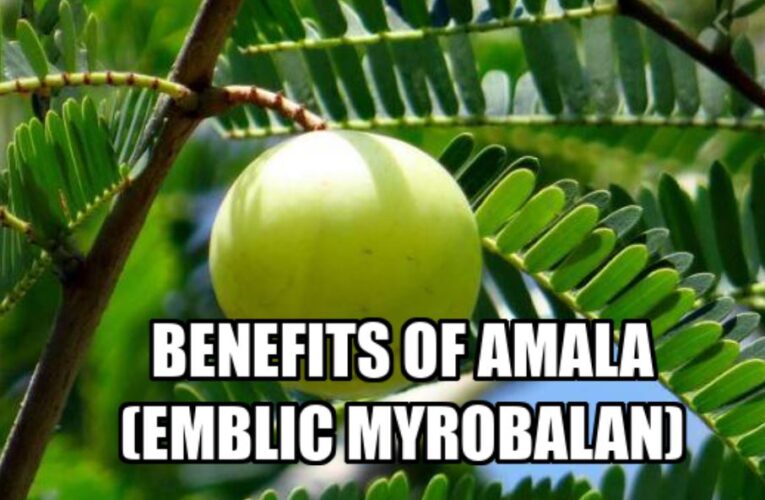 Benefits of Amala आंवला (Emblic myrobalan) Indian Gooseberry