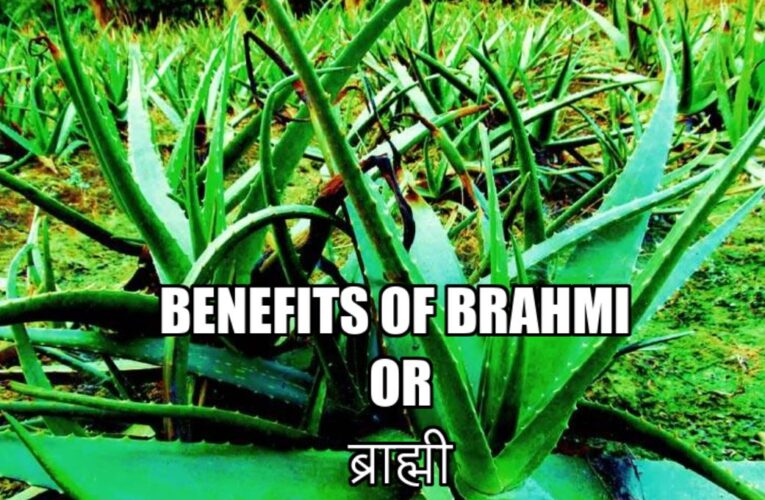 Benefits of Aloe vera or Kumari (Aloe vera indica) Indian Aloe
