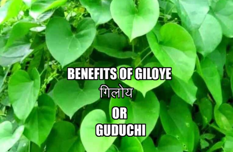Benefits of Giloye गिलोय  or Guduchi (Tinospora cordifolia) Moonseed