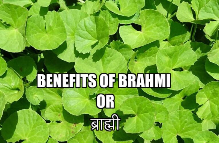Benefits of Brahmi ब्राह्मी  (Hydrocotyl asiatica/Bacopa monnieri) Indian Pennywort