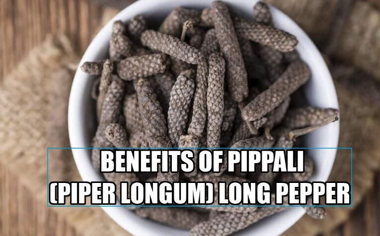 Benefits of Pippali पिप्पली (Piper longum) Long Pepper | Indian Herbs