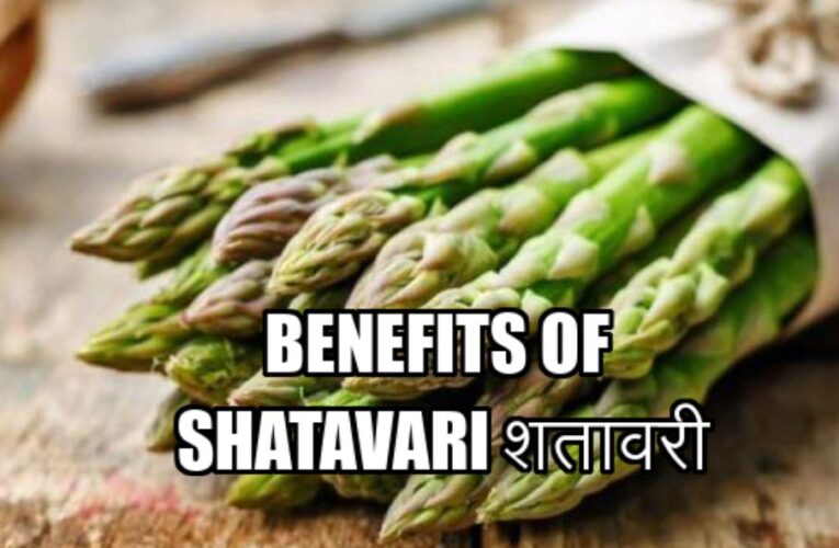 Benefits of Shatavari शतावरी (Asparagus racemosus) Wild Asparagus