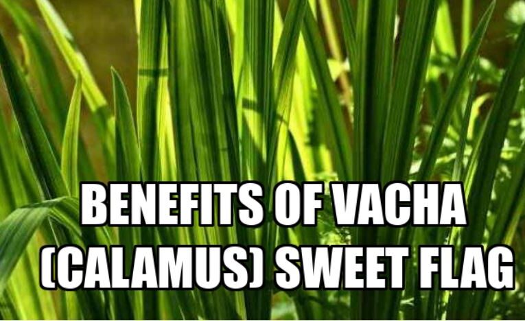 Benefits of Vacha (Calamus) Sweet Flag | Indian Herbs